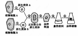 細胞工程技術在現代生活中的廣泛應用 從植物體細胞雜交到單克隆抗體